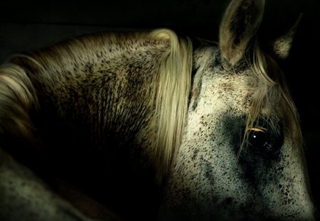 Shadow Horse - horses, nature, white horses, animals, ponies