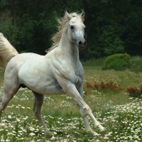 Mare in a Meadow