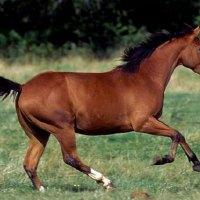 Wild Quarter Horse