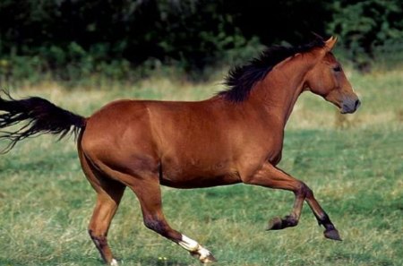 Wild Quarter Horse - quarter horse, animals, meadow, brown horses, wild horses, ponies, nature