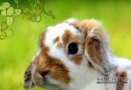 bunny love - flower, bunny, green, grass