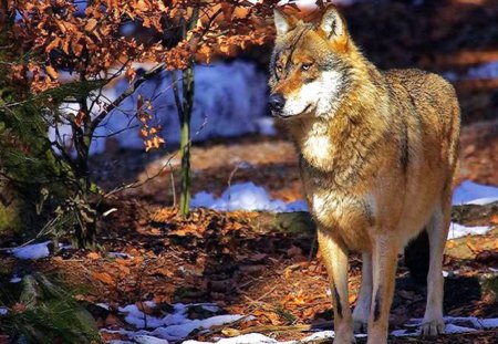 Wild in the Woods - fantasy, nature, grey wolves, animals, woods, wildlife, wolves