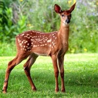 Wild Baby Fawn