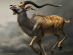 Wild Antelope