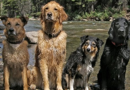 Wet Furry Friends - pets, dogs, puppies, packs, wet dogs, nature