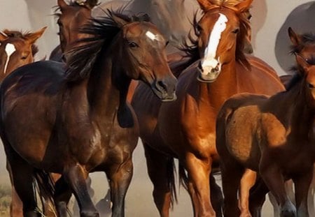 Family of Horses - herd, nature, wild horses, horses, animals