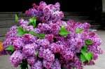 *** PURPLE LILACS ***