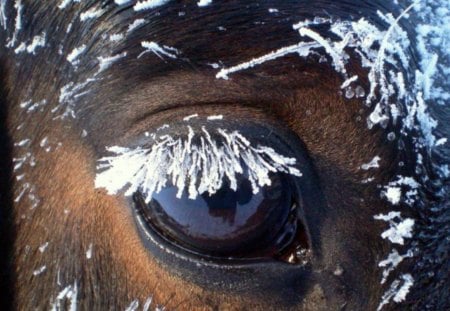 Winter Eye - horses, nature, brown horse, winter, eye, wild animals