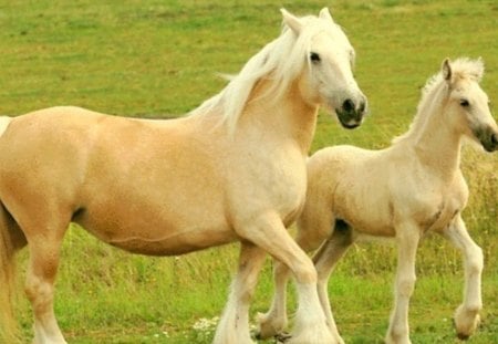 Mother and Daughter Horses