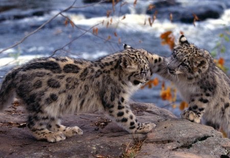 Two Small Snow Leopards - wildlife, nature, cubs, predator, big cats, snow leopards