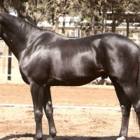 Trakehner Horse