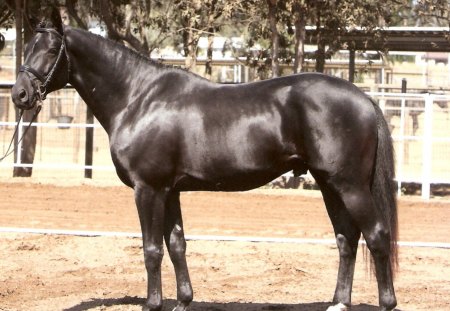 Trakehner Horse - black horse, nature, trakehner horse, stallion