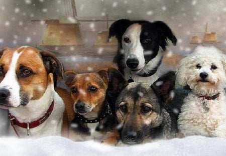 Pack of Dogs - pets, wolves, dogs, pack, puppies, nature, snow