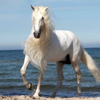 A Beautiful Horse