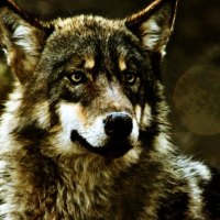 The Wolf Stare