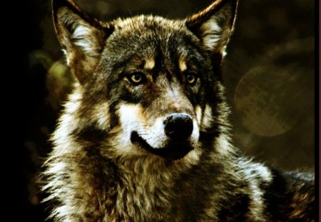 The Wolf Stare - grey wolf, nature, dogs, animals, wildlife, wolves