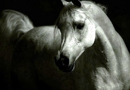 The Grey Arabian - pets, arabian, nature, ponies, grey arabian, horse, animals