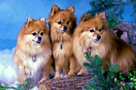 3 Pomeranian Dogs - pets, nature, cute animals, puppies, pomeranians