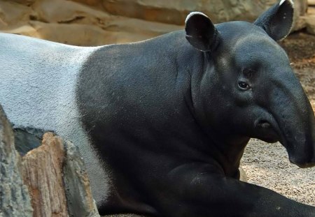 Tapir - nature, animals, tapir, wildlife