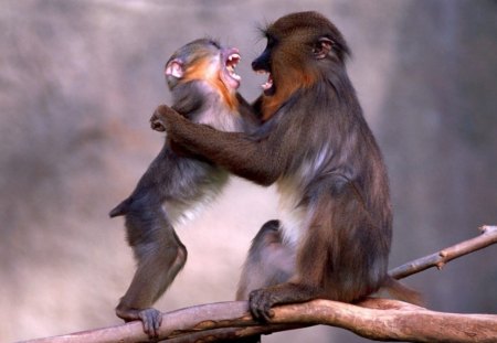 Funny Monkies - nature, monkies, gorilla, animals, wildlife