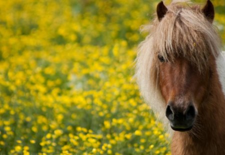 Summer Feeling - wildlife, horses, nature, animals, ponies