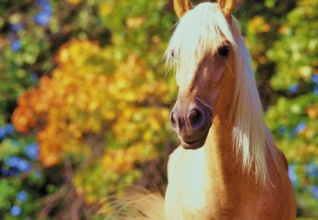 Stallion of Gold - nature, wildlife, pony, colt, horse, stallion, filly, mare