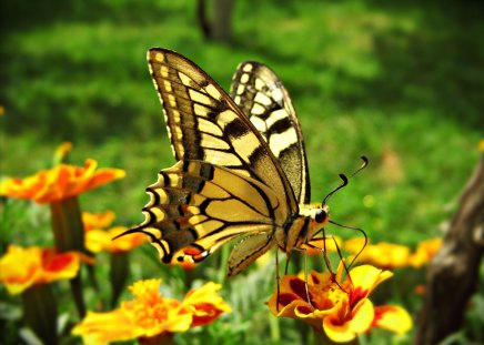 Beautiful butterfly - macro, butterfly, flower, nature