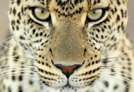 Leopard Face - big cats, leopard, nature, jaguar, animals, wildlife, tiger lion