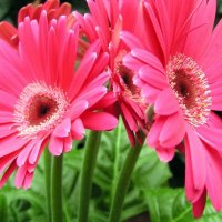 Pinky Daisies