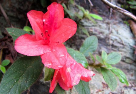 mountain azalea - azalea, mountain, raindrops, flower