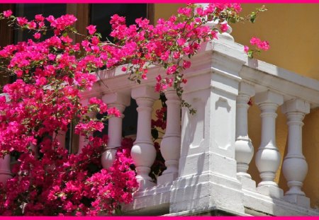 Flowering balcony