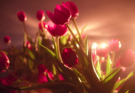 Tulips - light, delicate, soft, tulips, tenderness, flowers