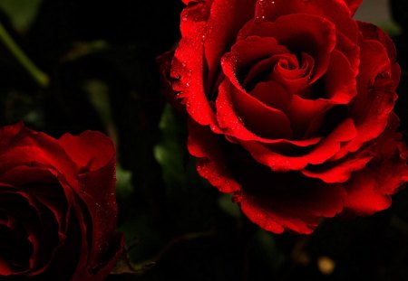 my love is like a red red rose..... - nice, perfect, rose, red