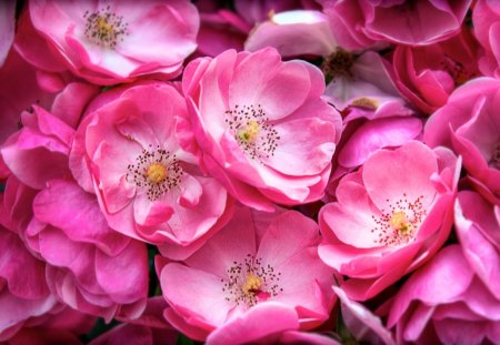 Pink Flowers