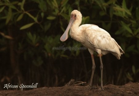 AFRICAN SPOONBILL - waterbirds, wading birds, animals, africa, birds