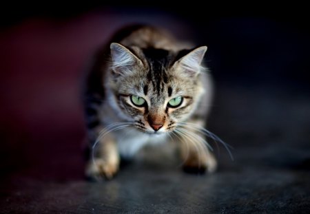 The look - kitty, funny, animals, cute, kitten, pet, cat, adorable