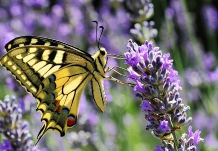 Viceroy on lavender flowers - flowers, field, viceroy, lavender