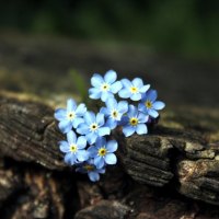 Forget me not