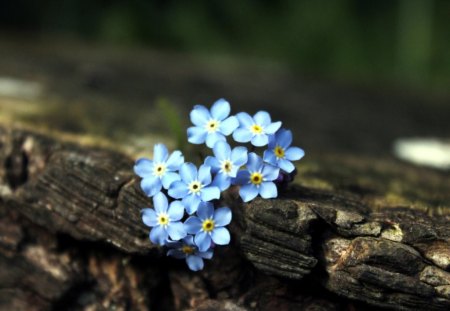 Forget me not - nature, blue, log, tender, flower, petals