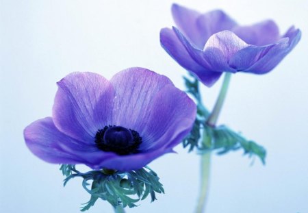 Purple anemone - nature, purple, soft, petals, delicate, beautiful, lovely, flower