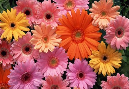 Flower of April - Daisy - daisies, flowers, yellow, april, gerbers, colors, orange, pink