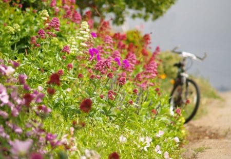 Near the road - ride, bike, soft, delicate, lovely, nature, petals, beautiful, flower