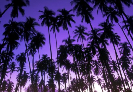 Purple sky - sky, purple, trees, nature