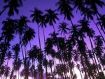 Purple sky