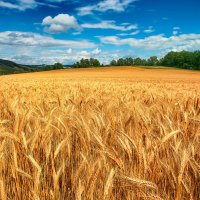 Golden Field