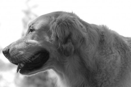 Retriever - pet, retriever, dog, face, animals