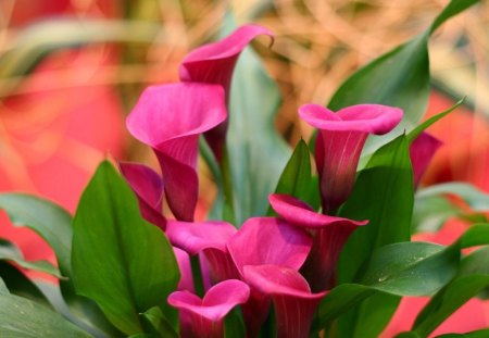 BRIGHT PINK BLUSH - flowers, gardens, pinks, plants, kala, bulbs, bouquet