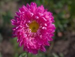 Flower of September - Aster