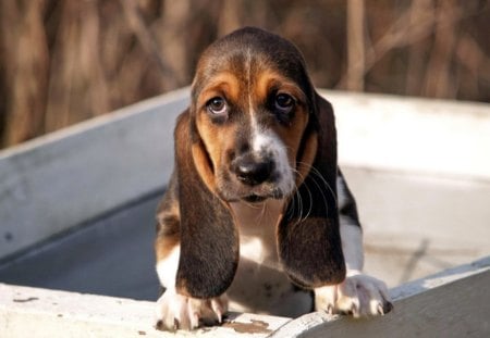 FORLORN AND DEJECTED - ears, sadness, lonely, dogs, companions, babies, pets, puppies