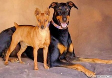 THE LONG AND THE SHORT... - dobermanns, pets, best friends, dogs, companions, canines, friendship